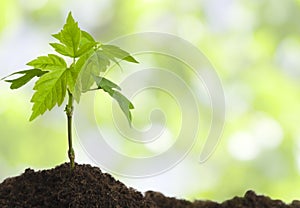 Ecology concept of growing seedling in soil on abstract background