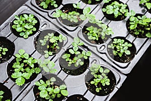Ecology concept. The seedling are growing from the rich soil. Young plants in nursery plastic tray at vegetable farm. Close up vie
