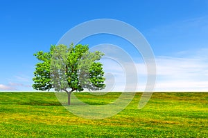 Ecology concept. Tree, field and beautiful sky