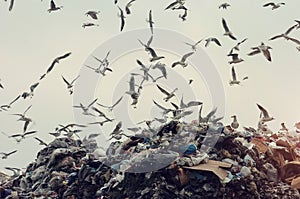 Ecology disaster, seagulls flying over a landfill