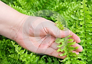 Hand Taking Care of Tassle Ferns in Garden photo