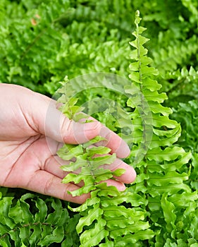 Hand Taking Care of Tassle Ferns in Garden photo