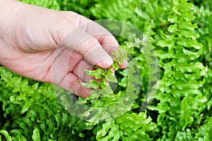 Hand Taking Care of Tassle Ferns in Garden photo