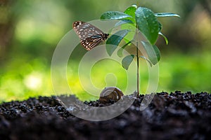 Ecology and Environment Earth.  Planet and tree with butterfly in human hands over green and sky nature ecology,