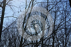 The remains of the balloon stuck in the branches of trees in the forest. Berlin, Germany