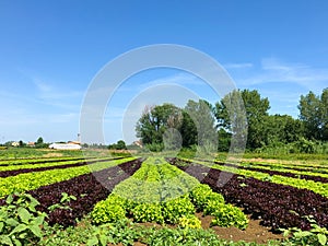Ecology. Green Lettuce leaves on garden beds in the vegetable field. Gardening background with green Salad plants in the