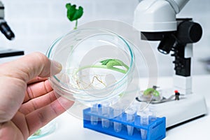 Ecology laboratory exploring new methods of plant breeding