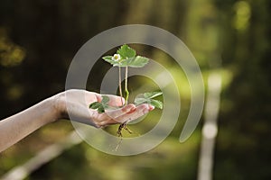 Ecology, protection of natural environment, earth day concept. Growing plant in human hands over green background