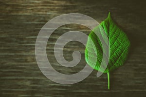 Ecology sign, green leave