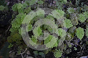 Ecoregion of the Valdivian temperate rainforests in southern Chile Chilean Patagonia