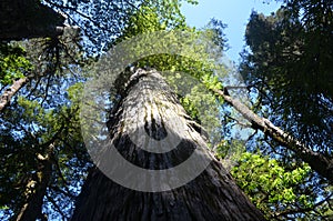 Ecoregion of the Valdivian temperate rainforests in southern Chile Chilean Patagonia