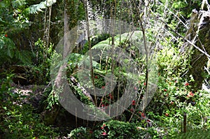 Ecoregion of the Valdivian temperate rainforests in southern Chile Chilean Patagonia