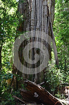 Ecoregion of the Valdivian temperate rainforests in southern Chile Chilean Patagonia