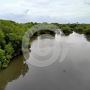 Ecosistem of  mangrove forest