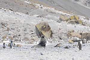 Ecosystem at Brown Bluff Island Antarctica