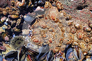 Ecosystem of marine life with mussels and limpets on the rocky shores