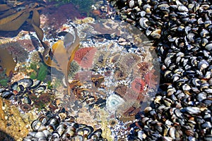 An ecosystem of marine life on the rocky shores