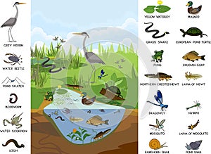 Ecosystem of pond with different animals birds, insects, reptiles, fishes, amphibians in their natural habitat.