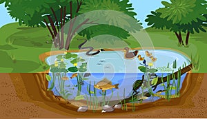 Ecosystem of pond with different animals birds, insects, reptiles, fishes, amphibians in their natural habitat