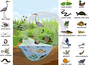 Ecosystem of pond with different animals birds, insects, reptiles, fishes, amphibians in their natural habitat. photo