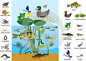 Ecosystem of pond. Diverse inhabitants of pond fish, amphibian, leech, insects and bird in their natural habitat.
