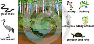 Ecosystem of swamp. Different swamp inhabitants with title: animals and plants