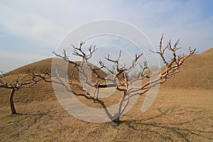 Ecosystem, tree, sky, vegetation, shrubland, branch, plant, savanna, ecoregion, steppe, community, sand, wood, landscape, soil, na