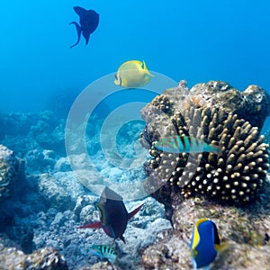 Ecosystem of Tropical Coral Reef, Maldives