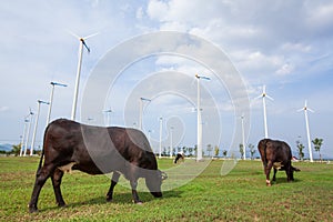 Ecosystems farming. Wind turbines or Wind generators in farming, cows, grassland, clouds and light blue sky. Alternative energy.