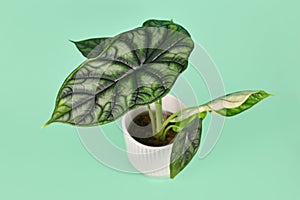 Exotic `Alocasia Baginda Dragon Scale` houseplant in flower pot on green background photo