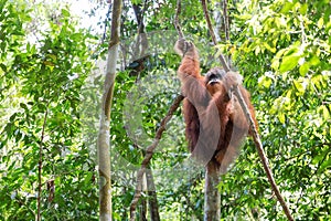 Ecotourism Orangutan hike