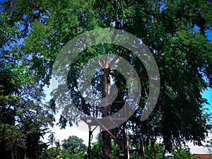 Ecotourism Recreation Place On The Big Old Tree In The Park At Tangguwisia Village