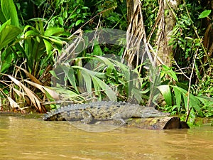 Ecotourism in Tortuguero , Costa Rica. Alligator. Cocodrile