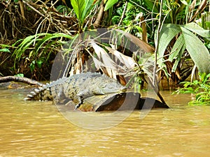 Ecotourism in Tortuguero , Costa Rica. Alligator. Cocodrile photo