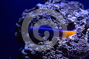 Ecsenius bicolor fish photo