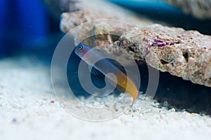 Ecsenius bicolor - Flame tail blenny