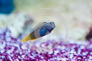 Ecsenius bicolor - Flame tail blenny