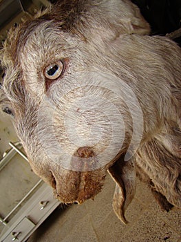 Ecthyma | Overview of Contagious Ecthyma in the mouth of the goat. veterinary medicine. animal diseases. sheep veterinarian - cow.