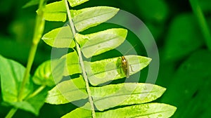 Ectobius lapponicus cockroach