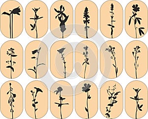 ector set of ink wild plants, herbs and flowers silhouettes, monochrome botanical hand drawn illustration