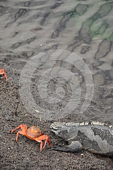 Ecuador. The Galapagos Islands. Iguanas and Sand Crab on the beach.