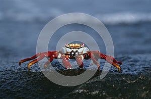 Ecuador Galapagos Islands Sally Lightfoot Crab on rock close up photo