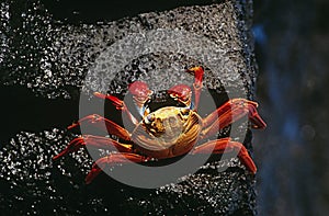 Ecuador Galapagos Islands Sally Lightfoot Crab on rock view from above photo