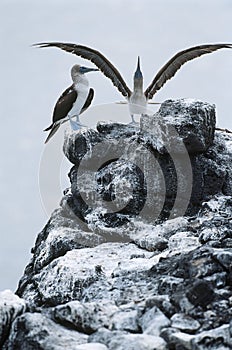 Ecuador Galapagos Islands two Blue-footed Boobys on top of rock
