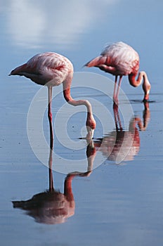 Ecuador Galapagos Islands two Greater Flamingoes standing in shallow water side view