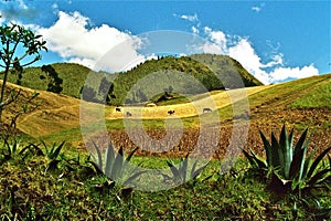 Ecuador landscape