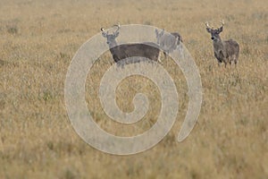 Ecuador White-tailed Deer trio