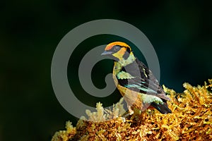 Ecuador wildlife. Flame-faced tanager, Tangara parzudakii, sitting on beautiful mossy branch. Bird from Mindo, Ecuador.