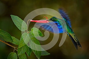 Ecuador wildlife. Great sapphirewing, Pterophanes cyanopterus, big blue hummingbird, Yanacocha, Pichincha in Ecuador. Bird sucking