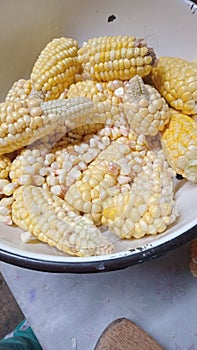 Ecuadorian corn in the mountain region photo